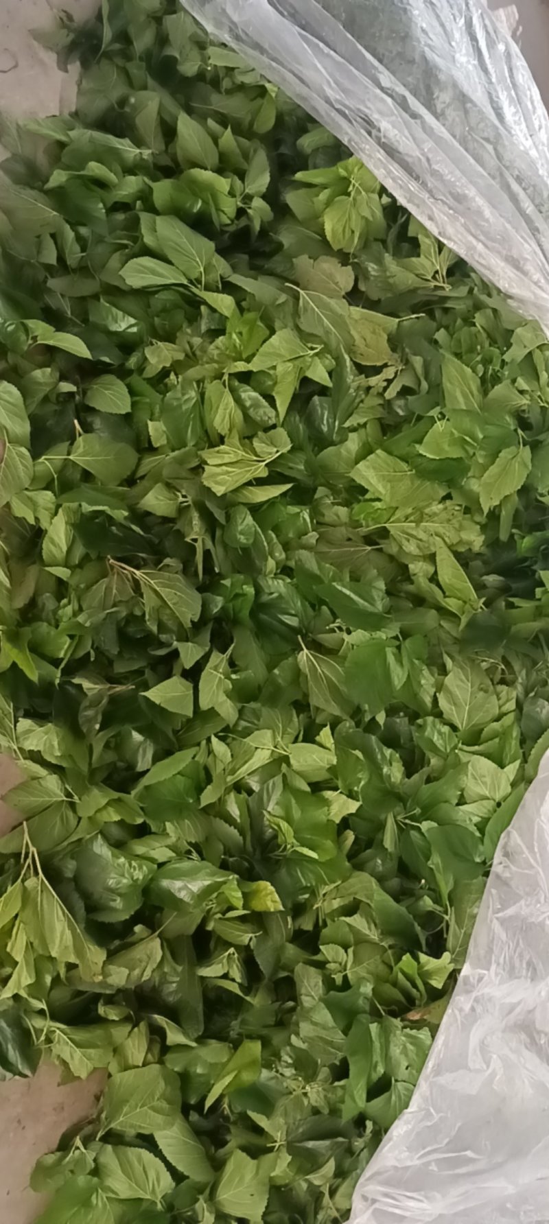 鲜桑叶