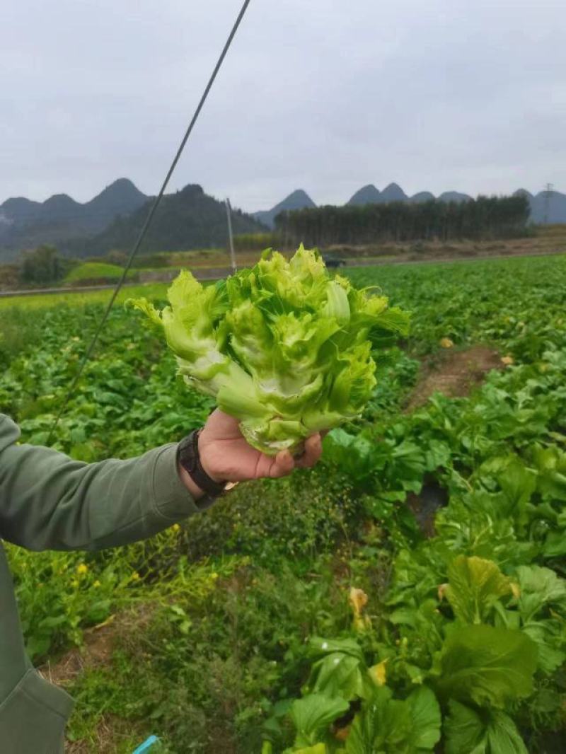 黔西南兴义市精品儿菜，基地货，保质保量，欢迎订购