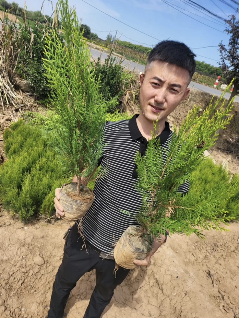 洒金柏货源充足品质保证价格美丽欢迎来电咨询