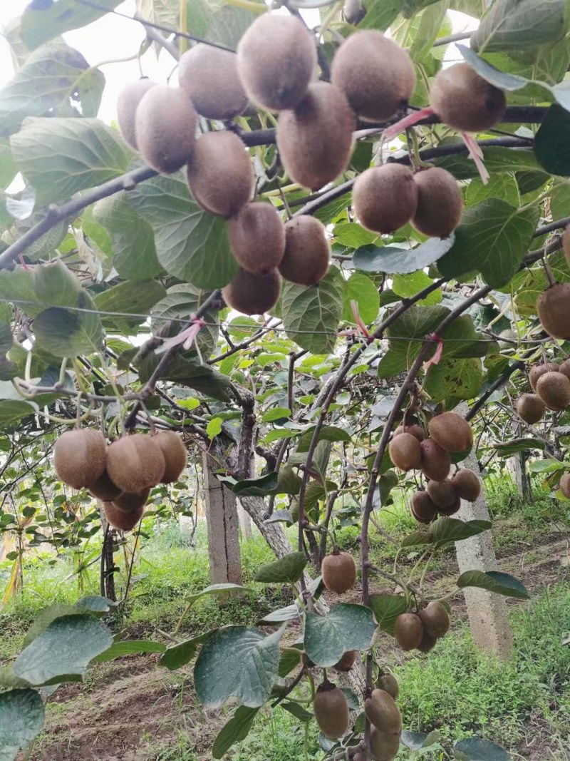 弥猴桃