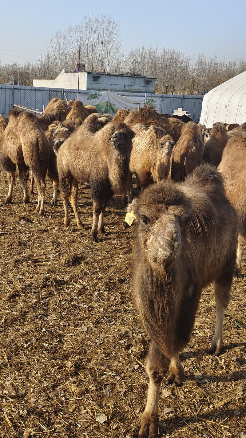 双峰骆驼景区生态园观赏骑乘骆驼规格齐全特色养殖
