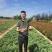 地柏铺地柏苗圃直供品优价廉发货保障欢迎来