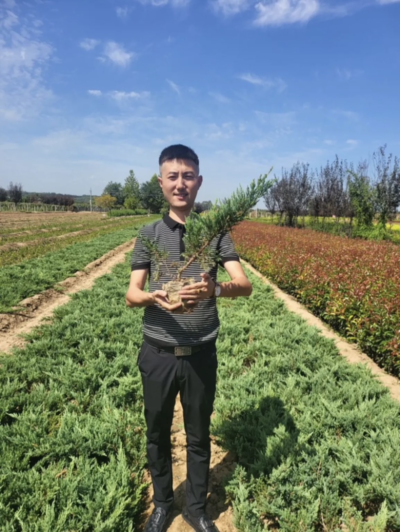 地柏铺地柏苗圃直供品优价廉发货保障欢迎来