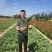 地柏铺地柏苗圃直供品优价廉发货保障欢迎来