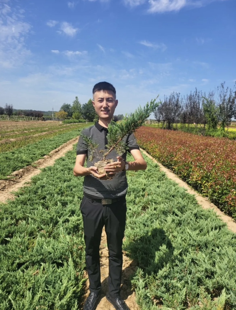 地柏铺地柏苗圃直供品优价廉发货保障欢迎来