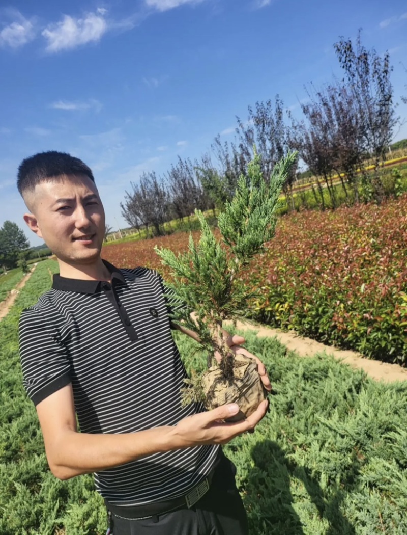 地柏铺地柏苗圃直供品优价廉发货保障欢迎来