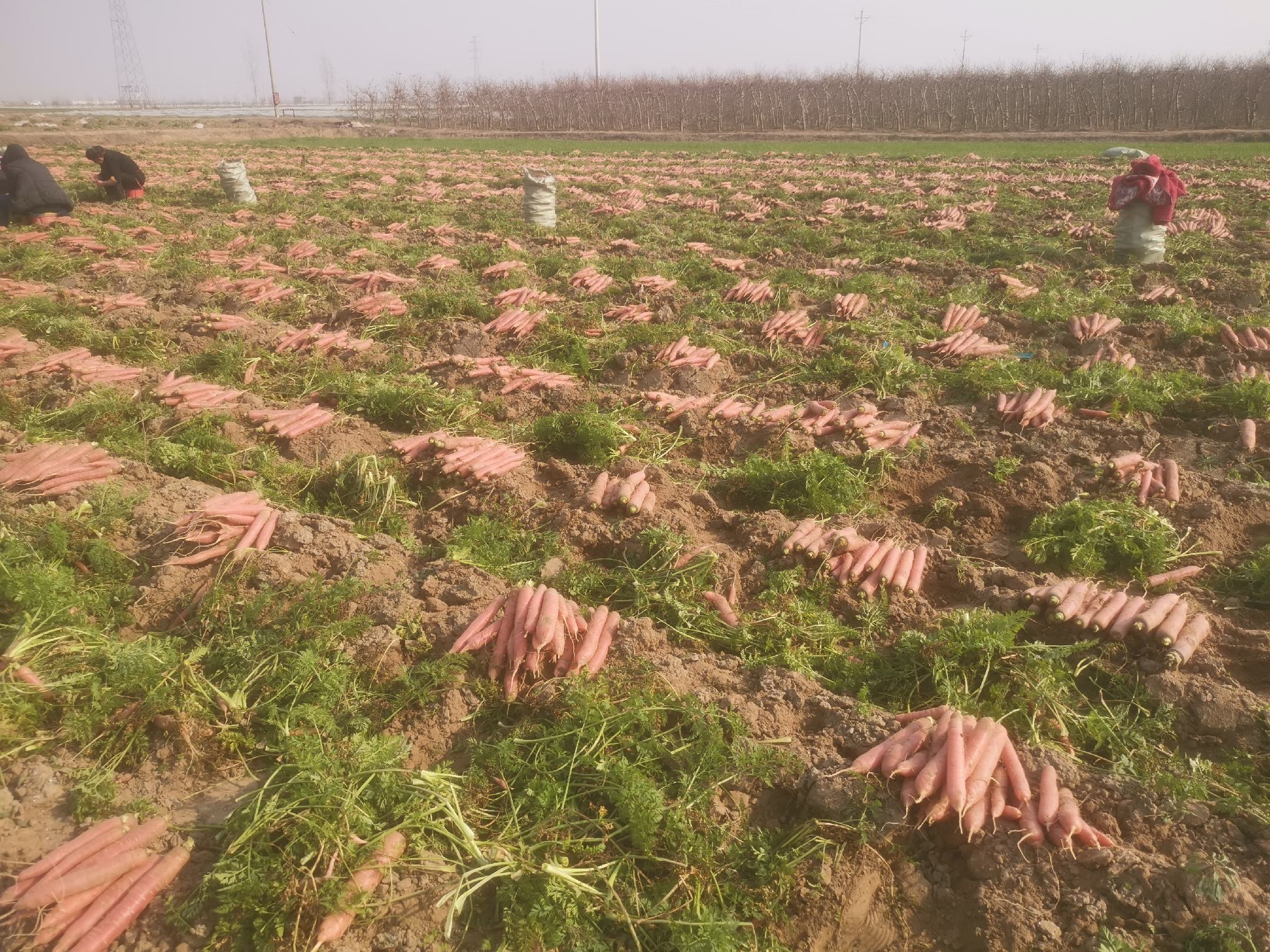 成片成熟的胡萝卜被连根拔起,农民正在田间忙碌采摘 胡萝卜丰收的田野