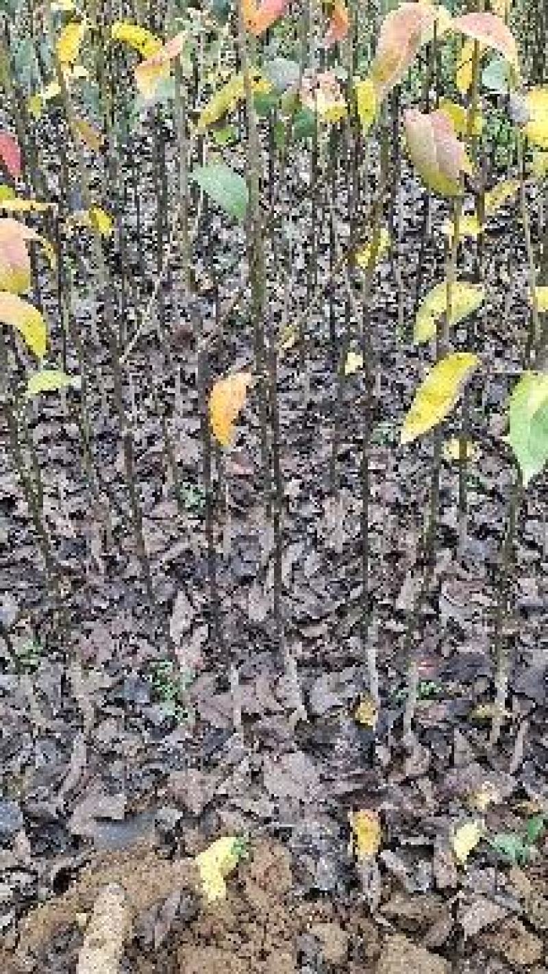 梨黄金秋月翠冠圆黄晚秋早酥密等等一手货源量大