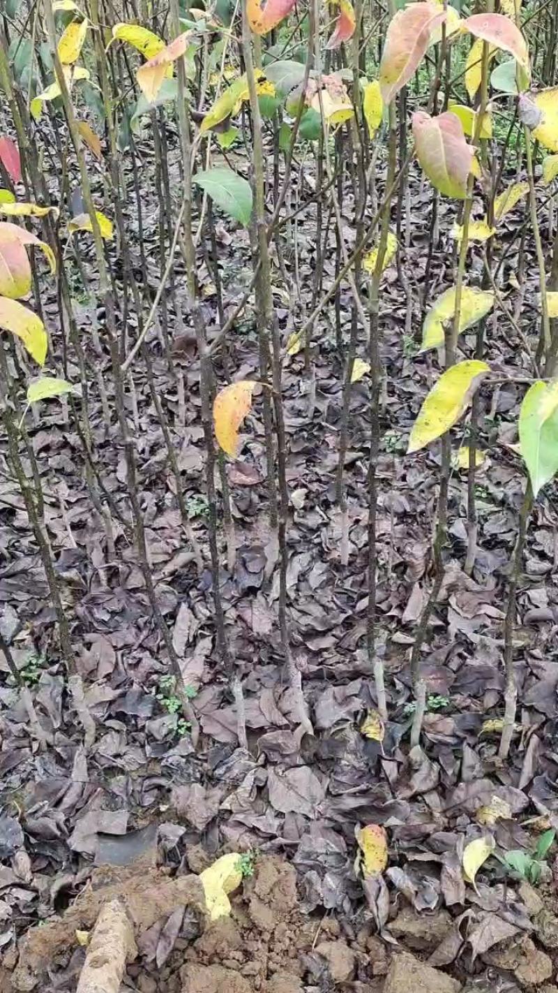 梨黄金秋月翠冠圆黄晚秋早酥密等等一手货源量大
