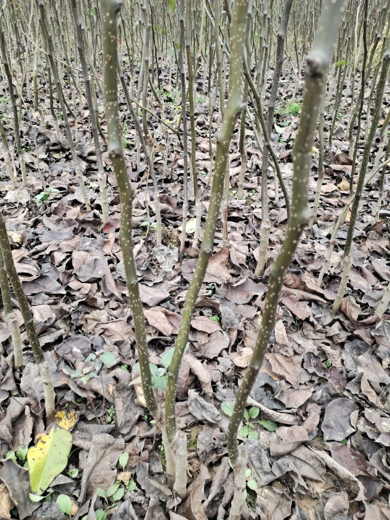 梨黄金秋月翠冠圆黄晚秋早酥密等等一手货源量大