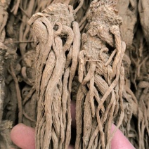 当归当归个中药材批发当归个质量保证量大从优