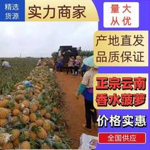 云南红河河口香水菠萝\大量现货丶产地直发电商货、市场货
