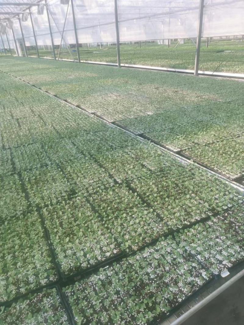 育苗穴盘，厂家发货，规格齐全，真正做到从原材料到成品。