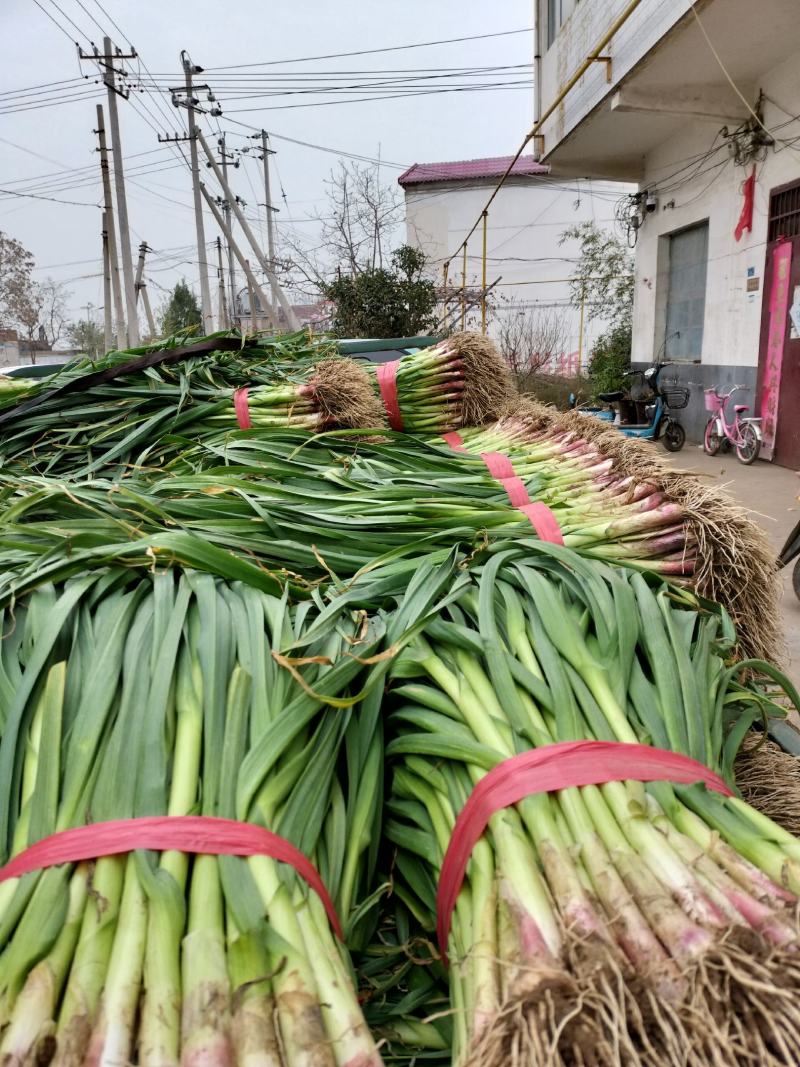 红根蒜苗40cm以下，发，山西，甘肃，上海，陕西，