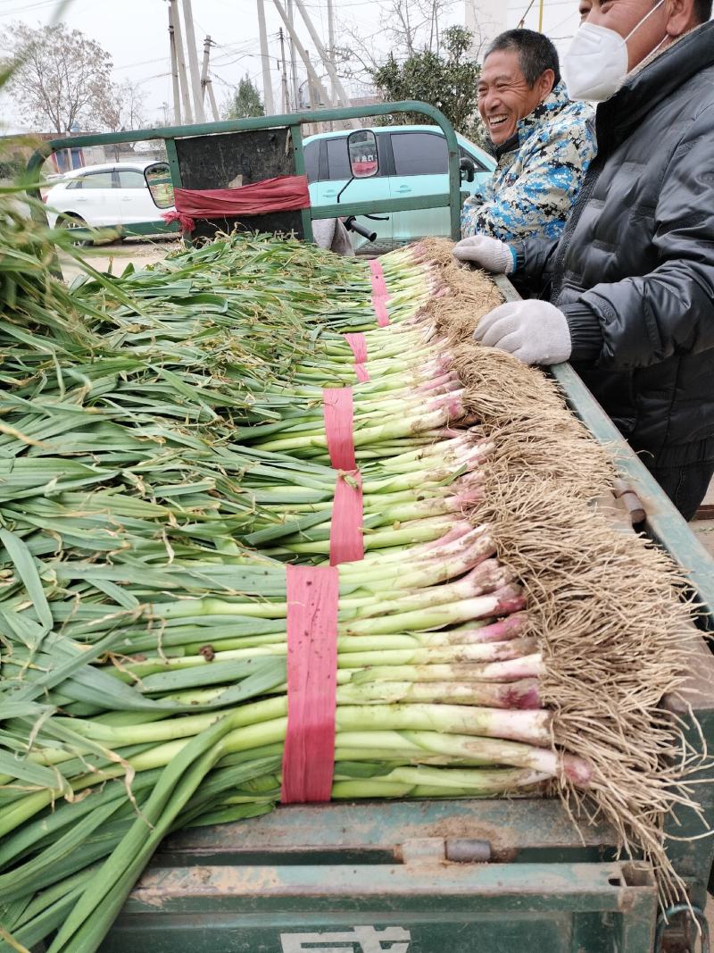 红根蒜苗40cm以下，发，山西，甘肃，上海，陕西，