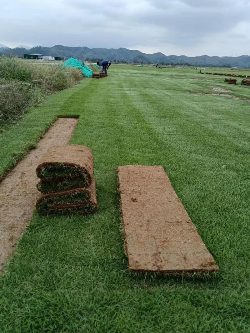 台湾草卷
