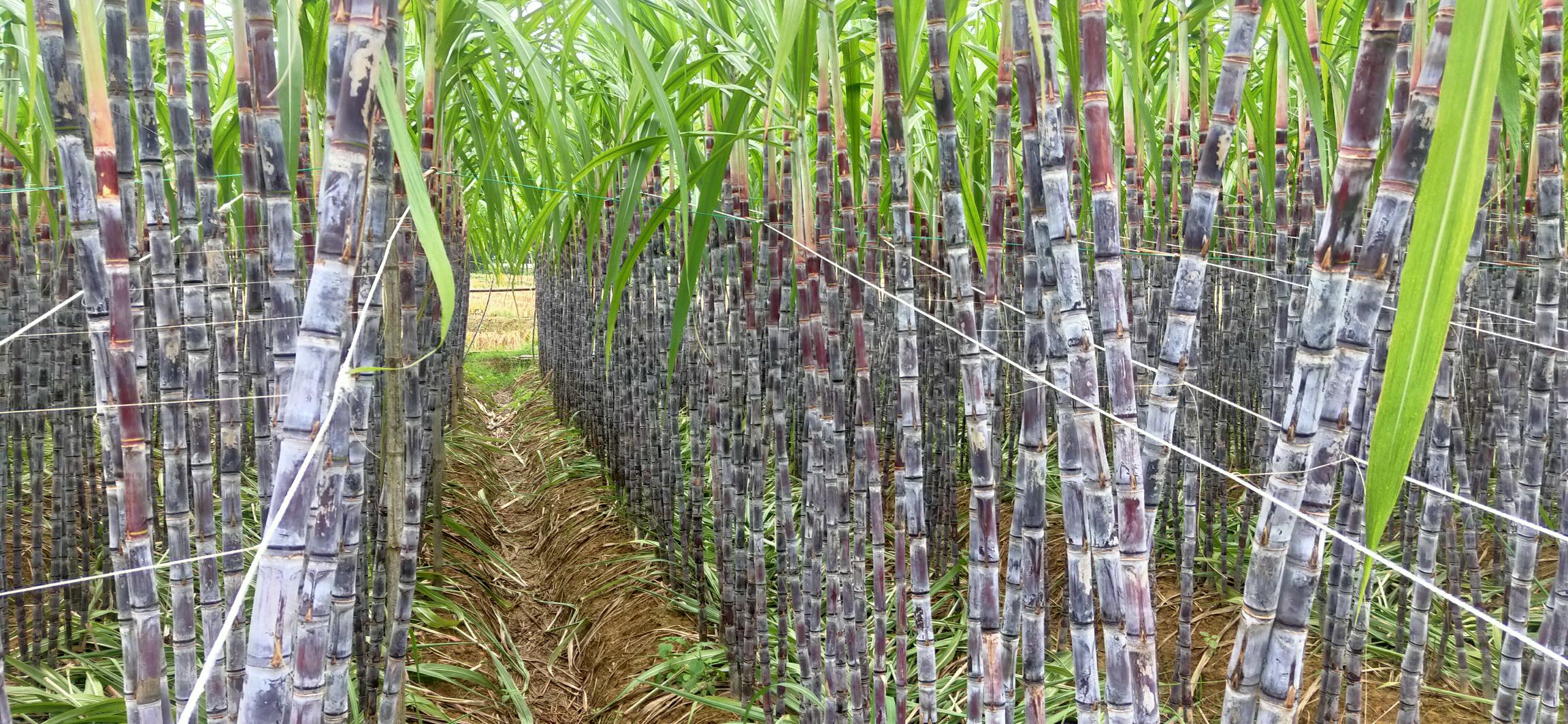 一个露天农贸市场中,一位中年女性站在摊位前正在仔细挑选黑皮甘蔗,摊主为她剥开一小段示范,露出洁白的内部结构,周围摆放着数十根去叶后的甘蔗,地面散落着绿色蔗叶,背景有人流往来 市场摊位前顾客挑选黑皮甘蔗的场景