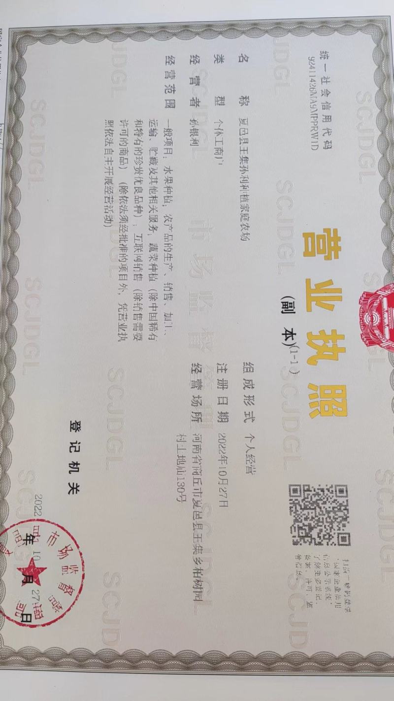 商丘市夏邑县青杂三号白菜，大量供货中，视频看货，欢迎选购