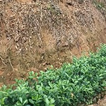 千插柠檬苗