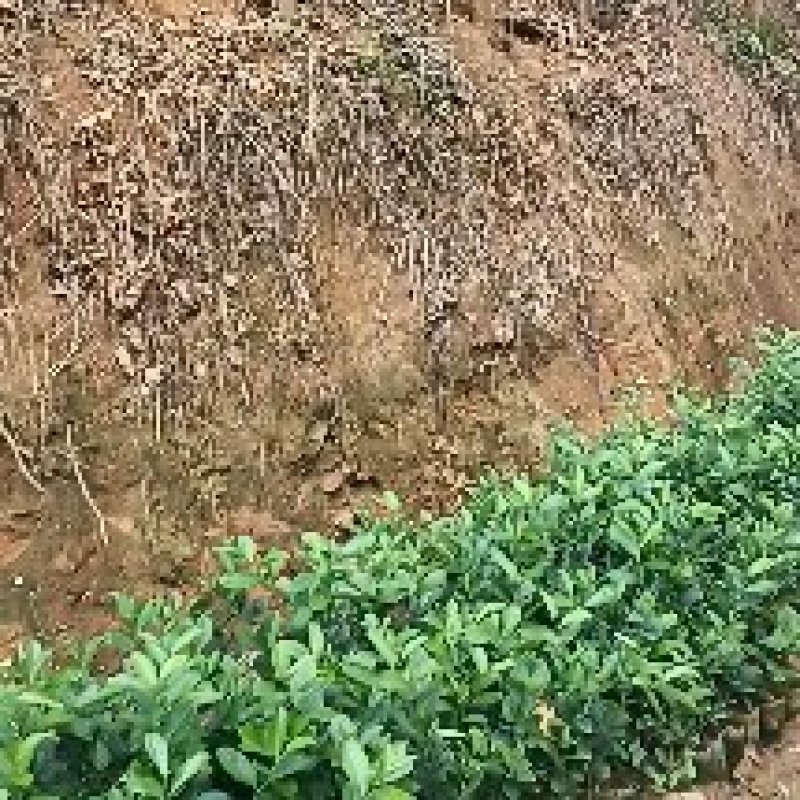 千插柠檬苗