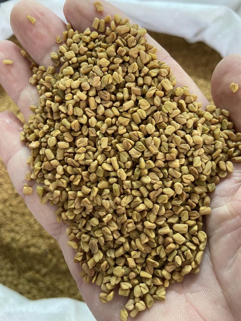葫芦巴籽中药材新货干净无杂质葫芦巴籽中药材