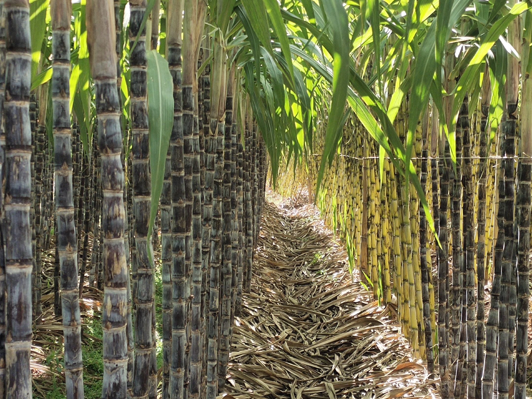 甘蔗田因排水不畅导致局部发黄现象