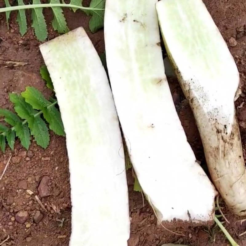精品萝卜产地直发保质保量价格美丽欢迎与我联系