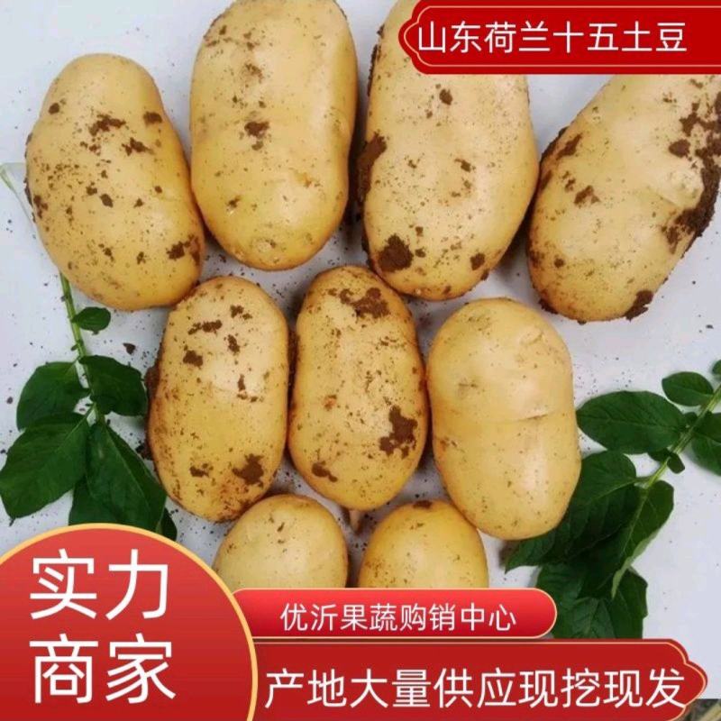 【推荐】山东土豆荷兰十五土豆产地一手货源保质保量
