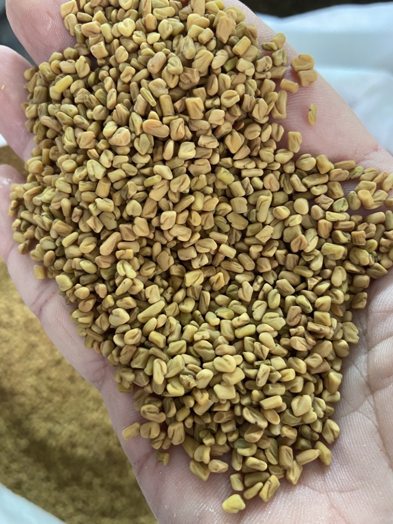 葫芦巴籽中药材新货干净无杂质葫芦巴籽中药材