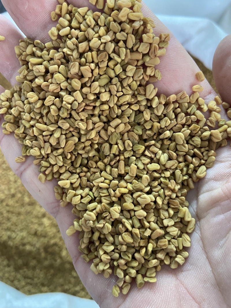 葫芦巴籽中药材新货干净无杂质葫芦巴籽中药材