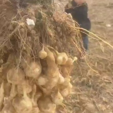 亩产万斤的高产洋姜，接受预订，量大优惠，欢迎老板采购下单