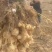 亩产万斤的高产洋姜，接受预订，量大优惠，欢迎老板采购下单