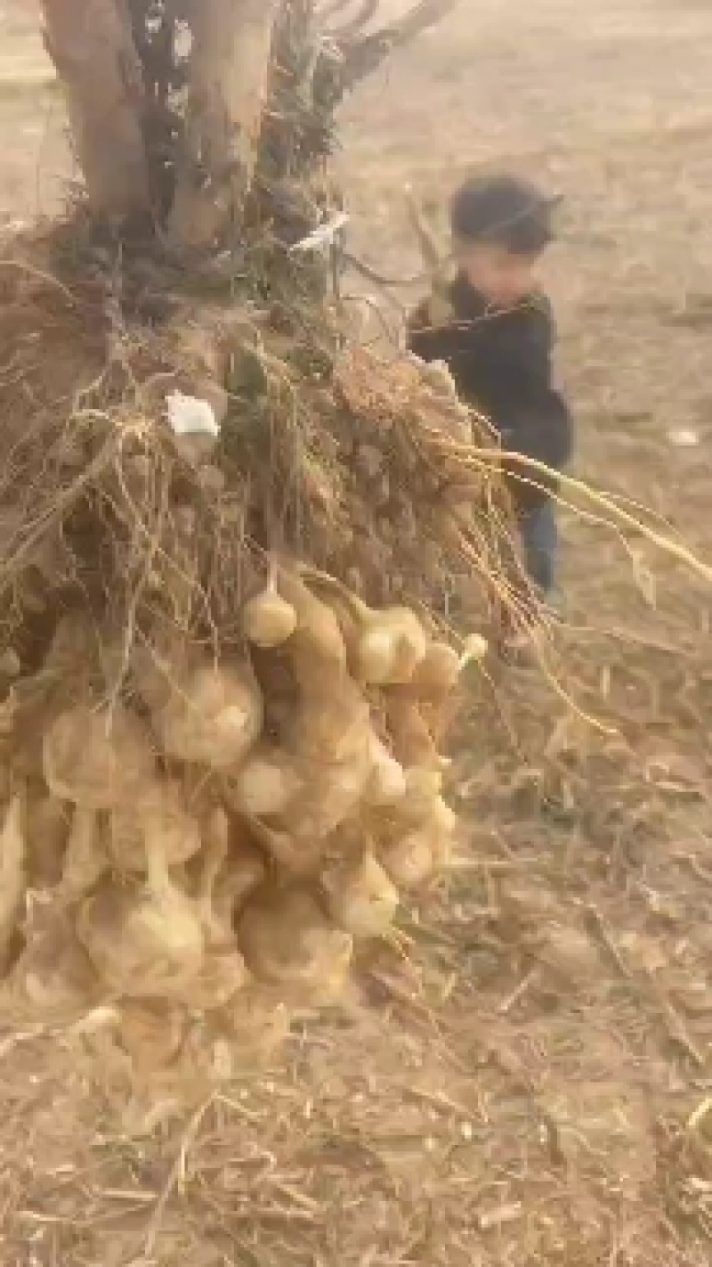 亩产万斤的高产洋姜，接受预订，量大优惠，欢迎老板采购下单
