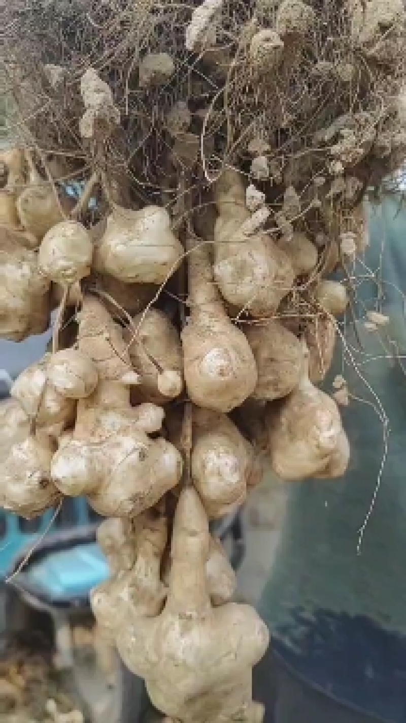 亩产万斤的高产洋姜，接受预订，量大优惠，欢迎老板采购下单