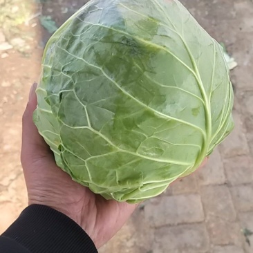 甘蓝基地大量有货，欢迎订购