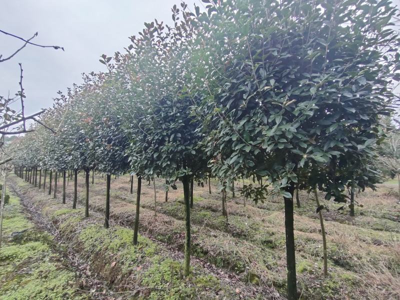 四川成都温江出售大量精品高杆红叶石楠红叶石楠红叶石楠树红