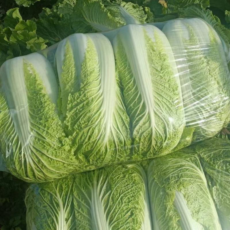 河南北京三号菜，大量有货需要联系，保质保量。