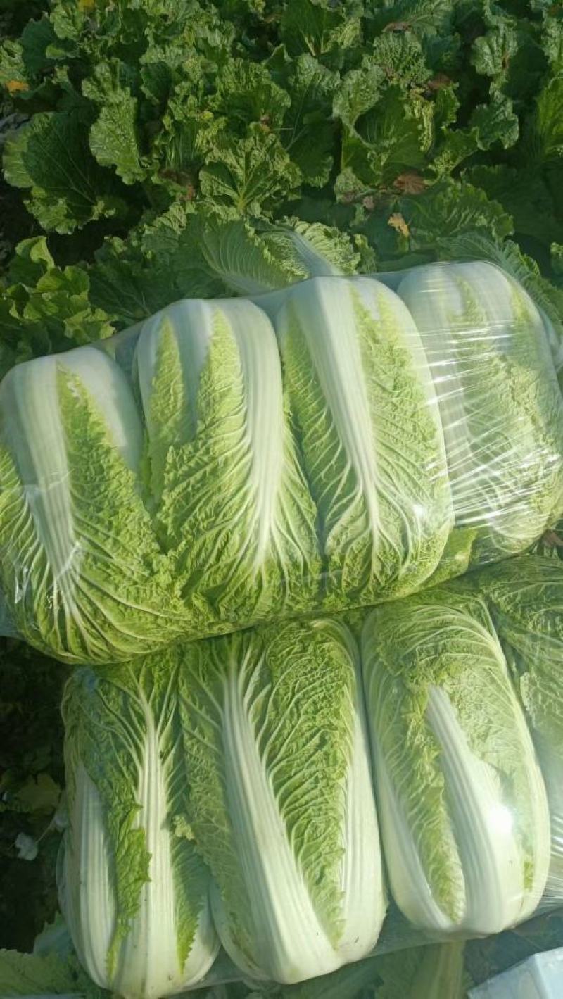 河南北京三号菜，大量有货需要联系，保质保量。