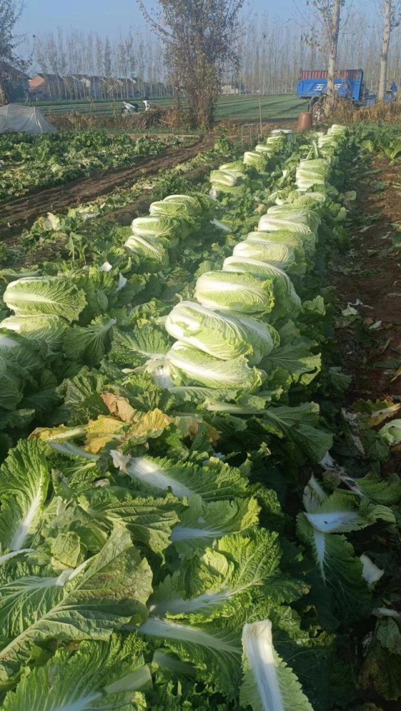河南北京三号菜，大量有货需要联系，保质保量。