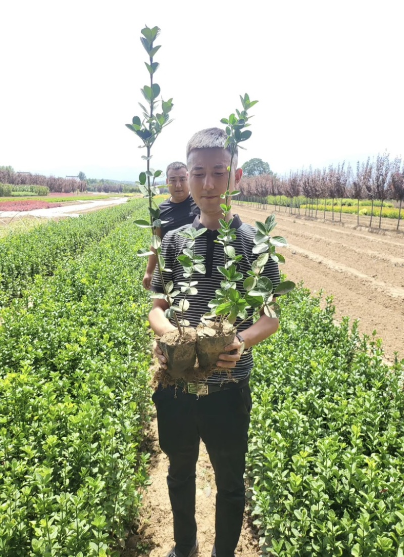 【诚信商家】大叶黄杨陕西苗圃直供规格齐全量大优惠