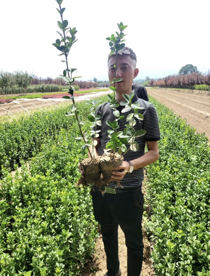 【诚信商家】大叶黄杨陕西苗圃直供规格齐全量大优惠