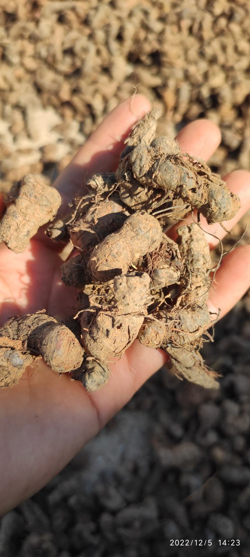 拳参（草血竭）云南深深老箐里挖出来的