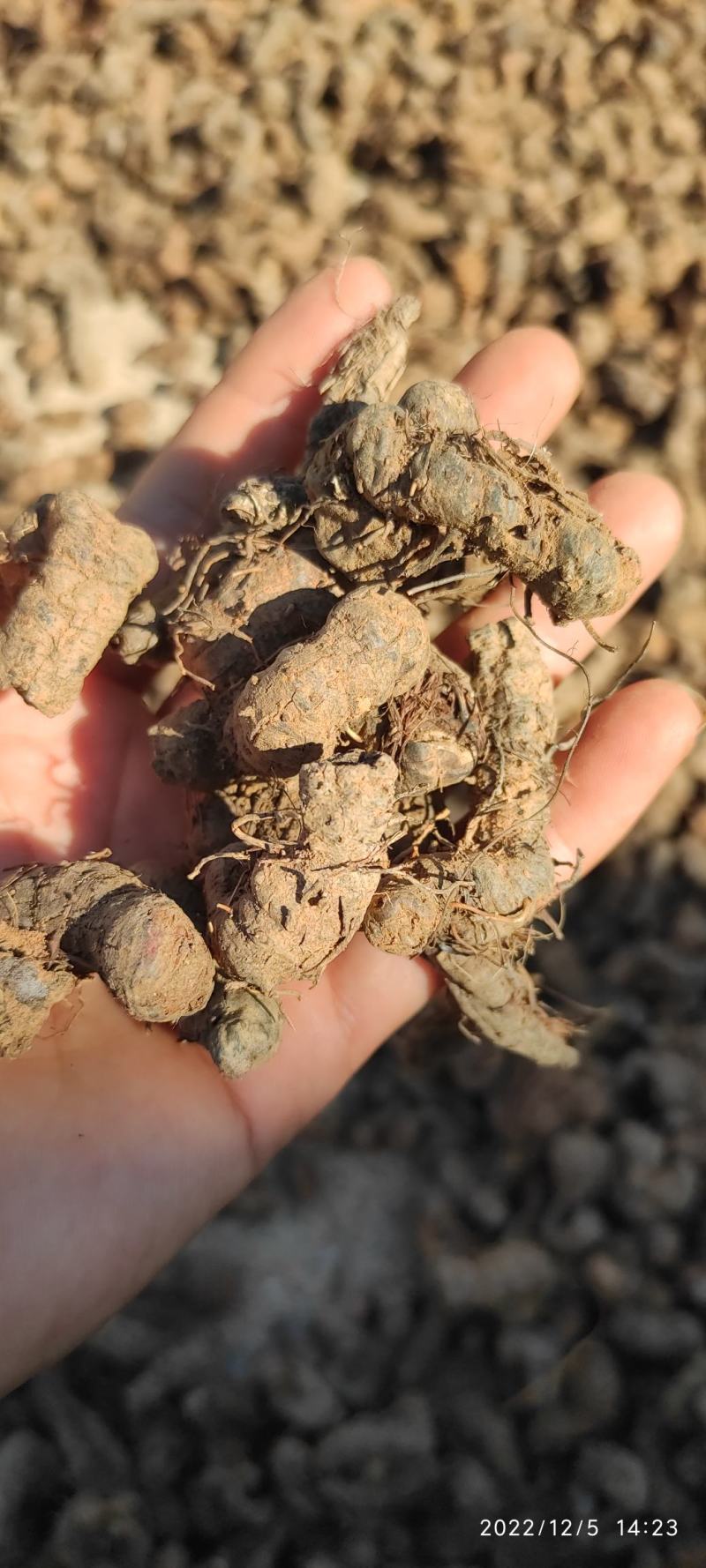 拳参（草血竭）云南深深老箐里挖出来的