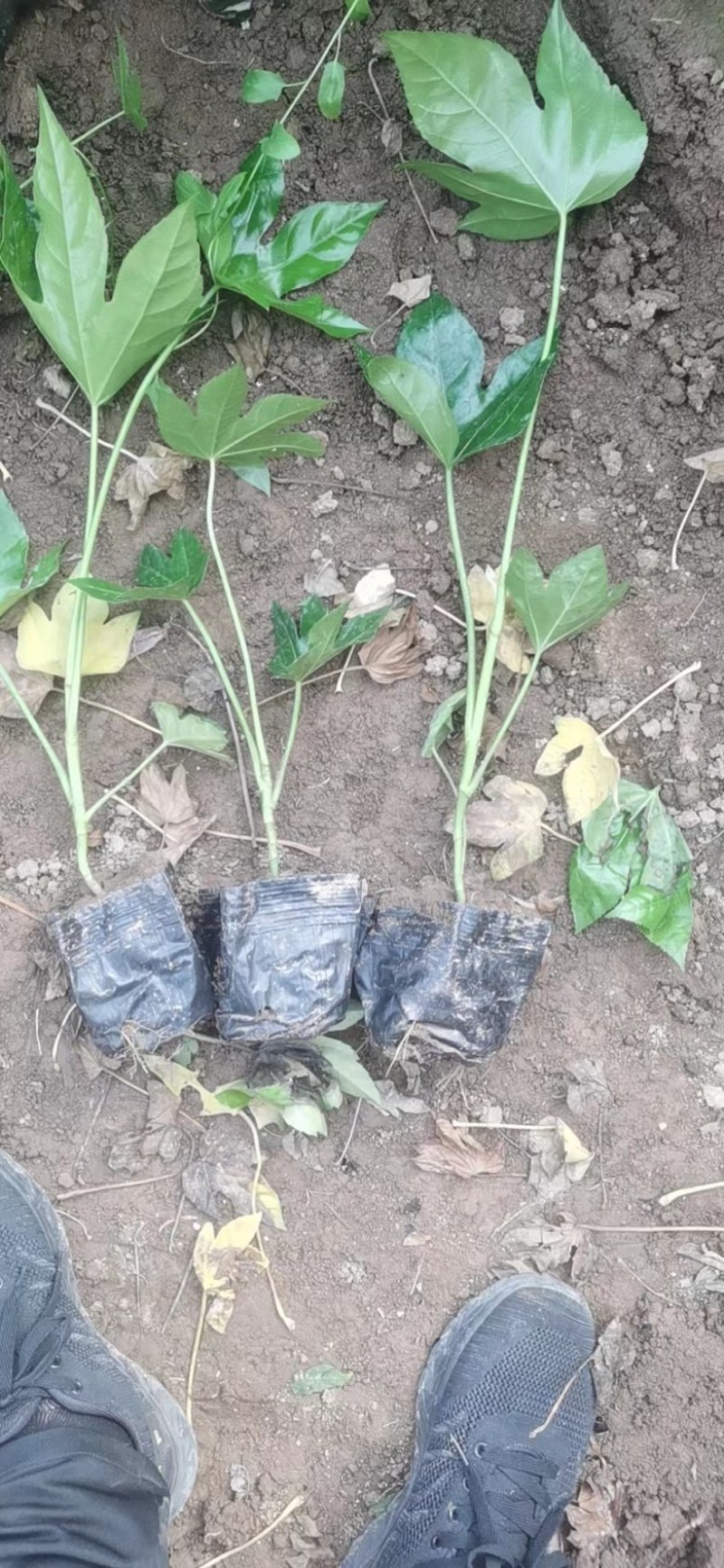 八角金盘观叶植物品质保证优质苗木欢迎来电咨询