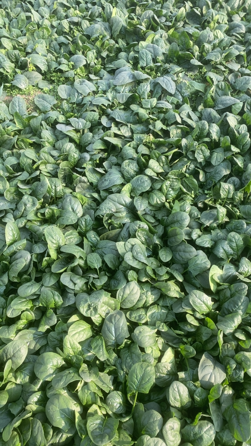 大叶菠菜上市中一手货源供应超市，电商加工厂市场大量有货