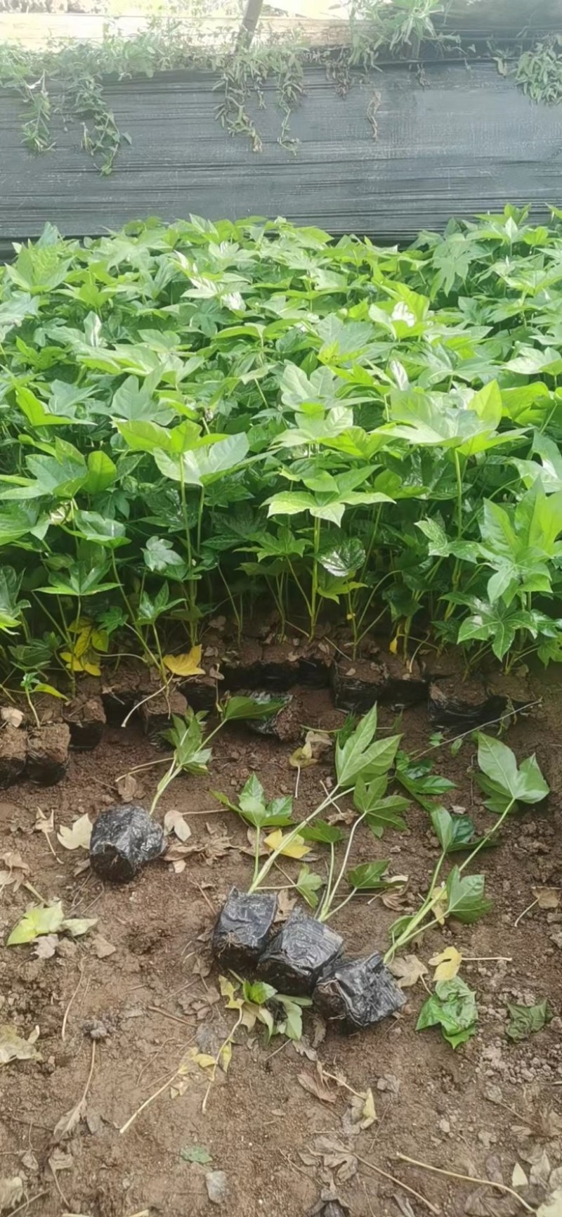八角金盘观叶植物品质保证优质苗木欢迎来电咨询