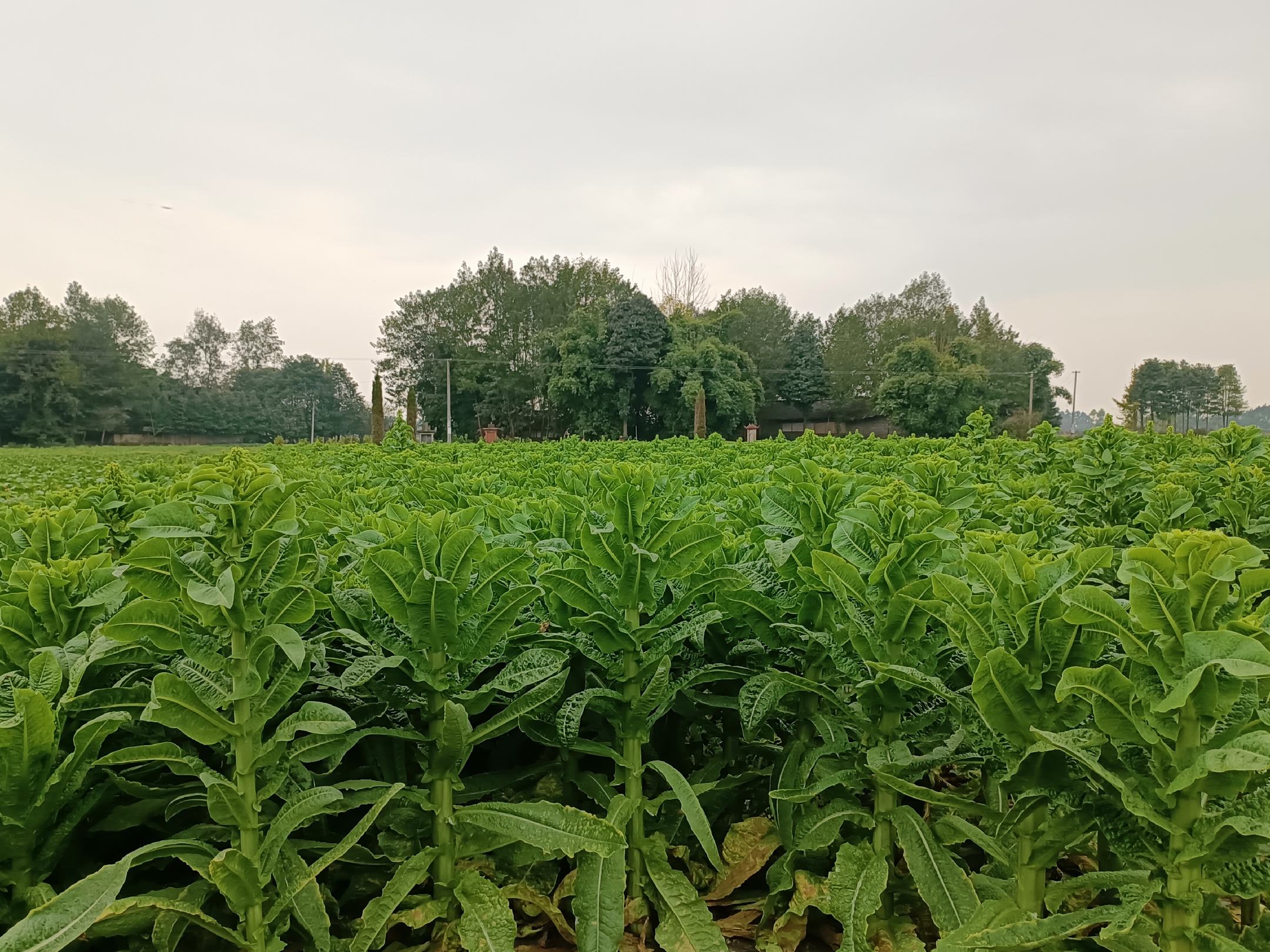 一片阳光照耀下的农田中,成片翠绿色的莴苣整齐排列,叶片舒展鲜亮,茎部粗壮饱满,土壤湿润,有露珠附着在叶片表面,展现春季丰收景象 春日田间成熟的莴苣植株特写