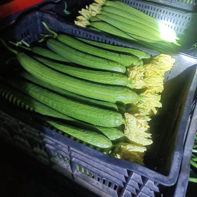 新鲜丝瓜