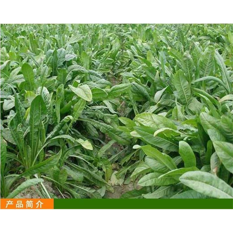 鲁梅克斯种子，俄罗斯饲料菜多年生牧草种籽猪牛羊鸡鸭鹅