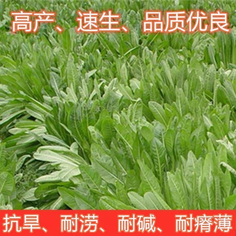 鲁梅克斯种子，俄罗斯饲料菜多年生牧草种籽猪牛羊鸡鸭鹅